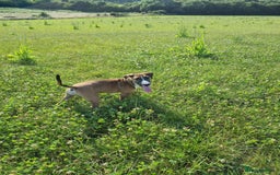 English Bull Terrier dogs for sale: Penny - Image 4