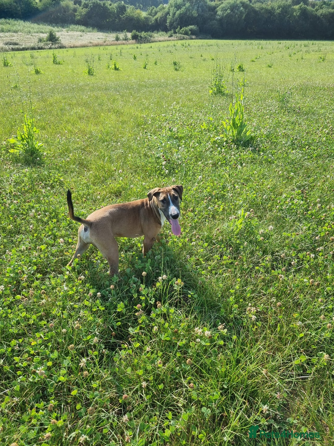 English Bull Terrier dogs for sale: Penny - Image 4