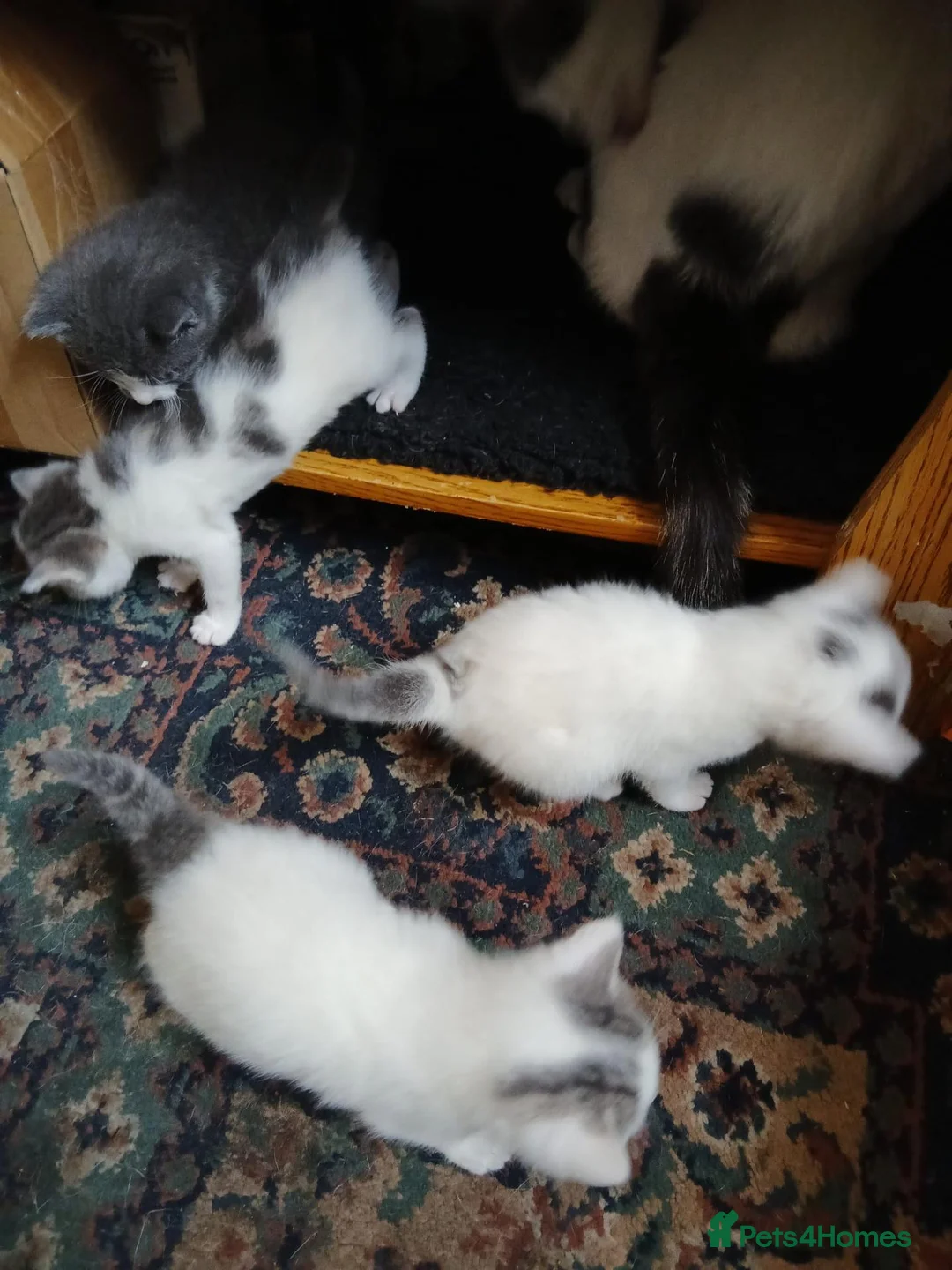 Mixed Breed cats for sale: Adorable kittens  - Advert 7