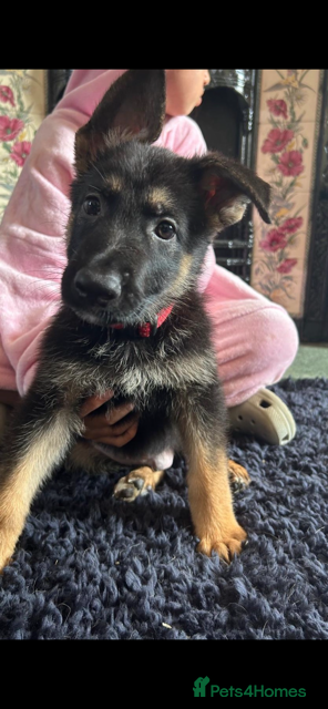 German Shepherd dogs German Shepherd Puppies For Sale – Ready Now - Advert 2