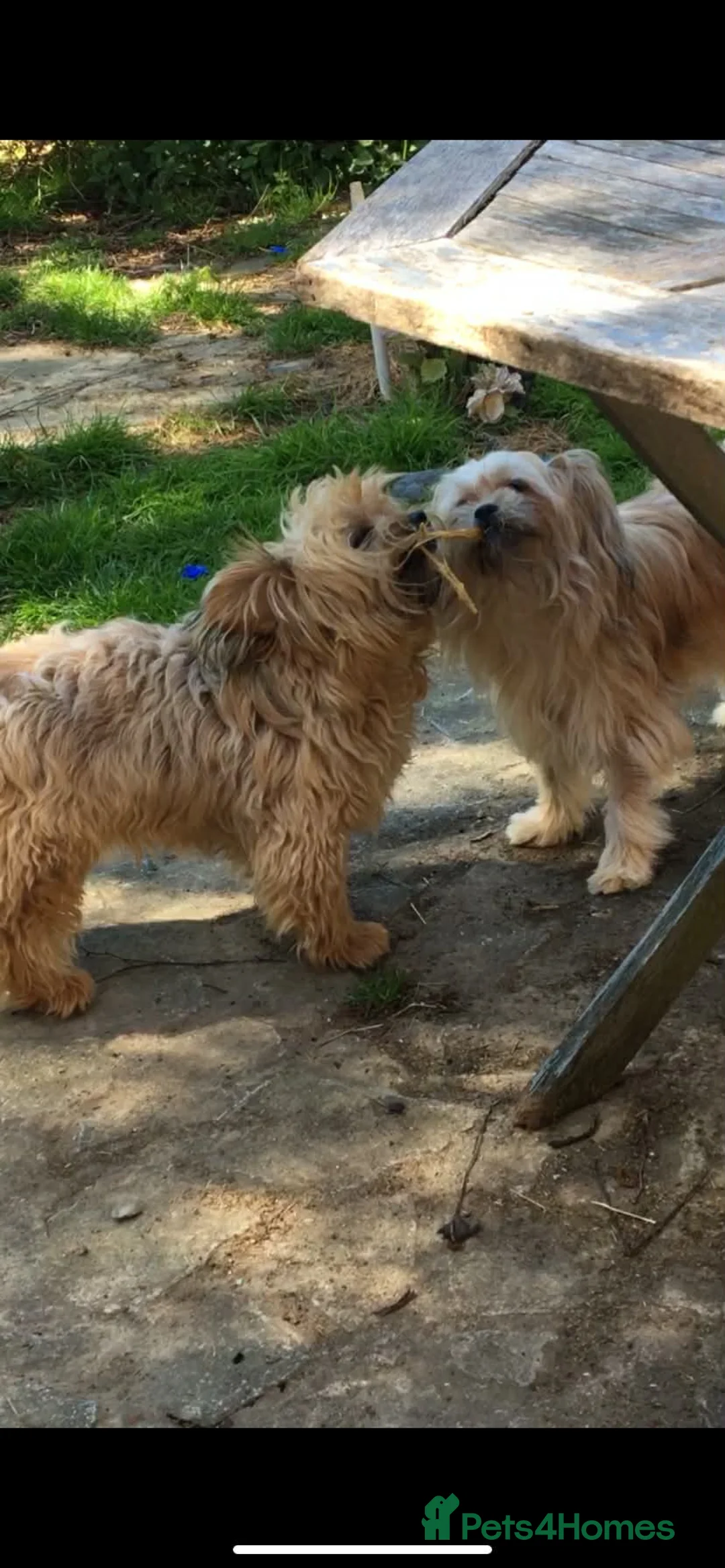 Mixed Breed dogs for adoption: Gorgeous sisters available for adoption  - Advert 2