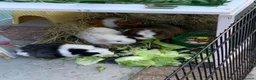 Guinea Pig rodents for sale: Four bonded Guinea pigs in Stevenage - Advert 3