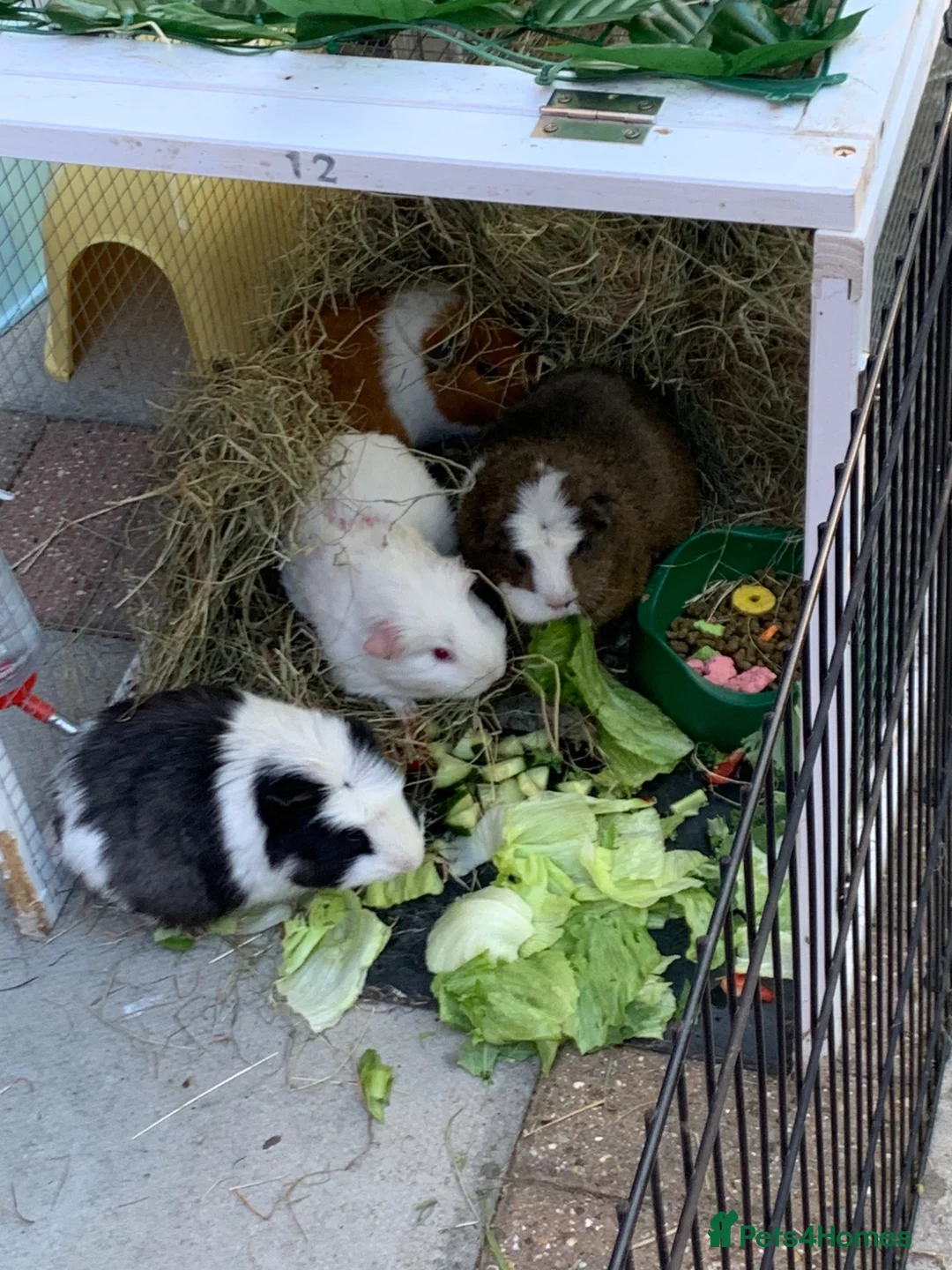 Guinea Pig rodents for sale: Four bonded Guinea pigs in Stevenage - Advert 3