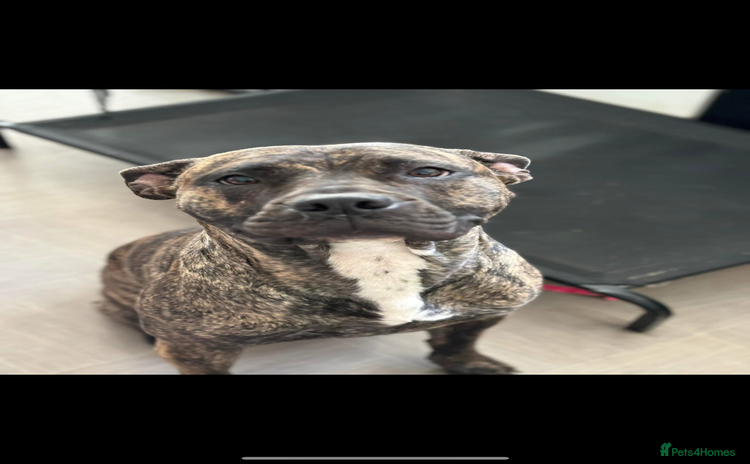 Mixed Breed dogs - Advert 14