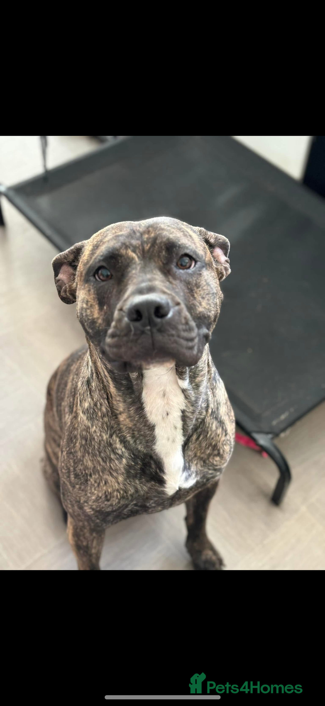 Mixed Breed dogs for sale: Brie  - Image 1