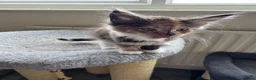 Maine Coon cats for sale: GCCF PEDIGREE MAINECOON KITTENS - Advert 17