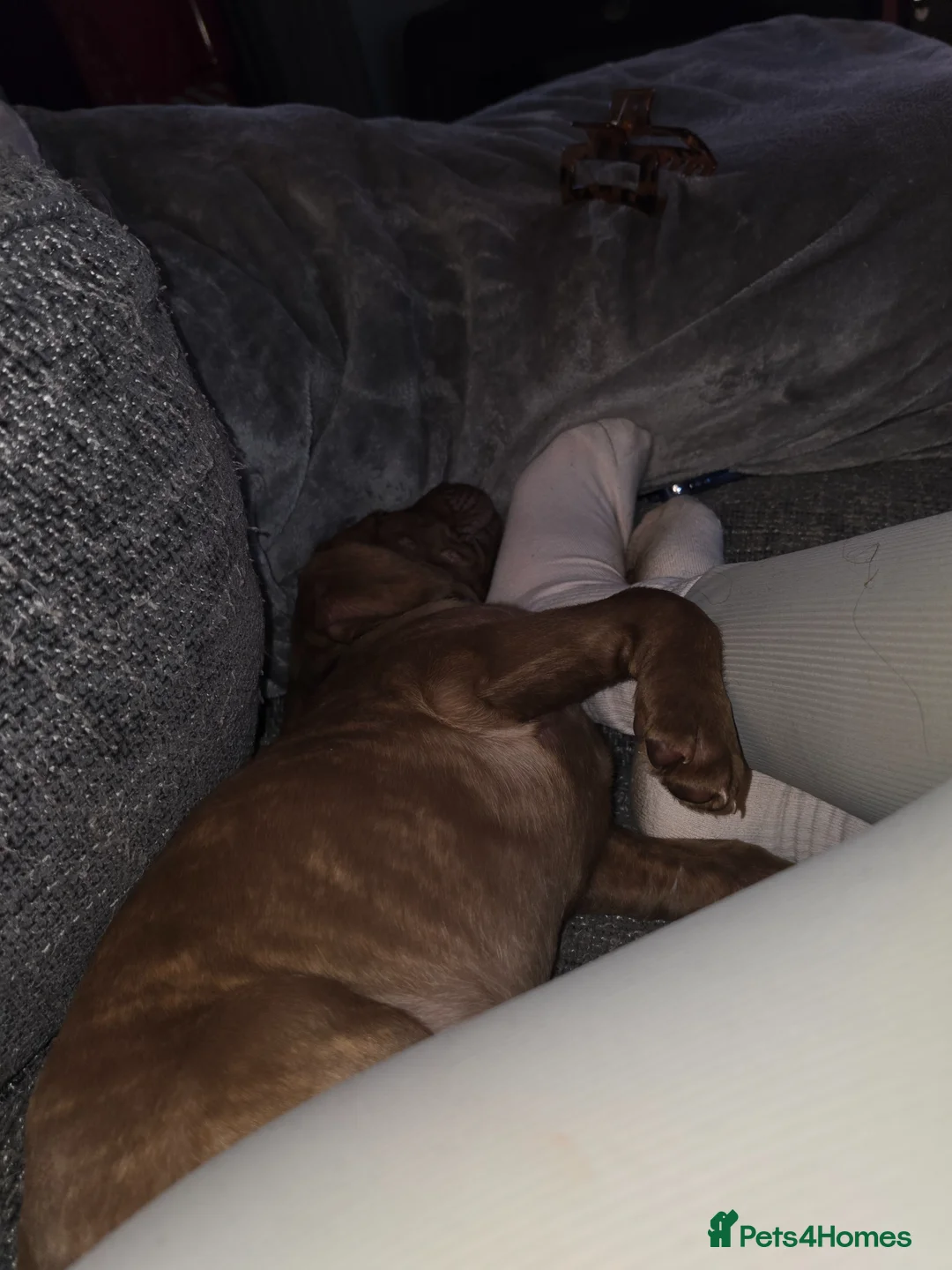 Mixed Breed dogs for sale: Dogue de bordeaux x American Bulldog in Wigan - Advert 4