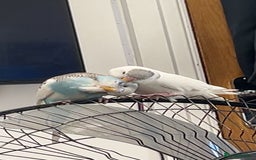 Budgerigars birds for sale: 2 bonded budgies  - Image 3