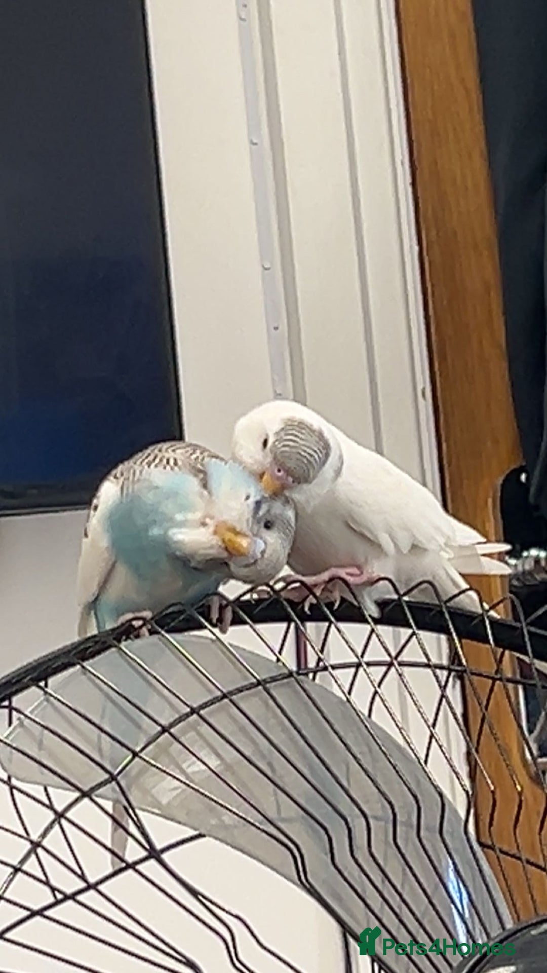Budgerigars birds for sale: 2 bonded budgies  - Image 3