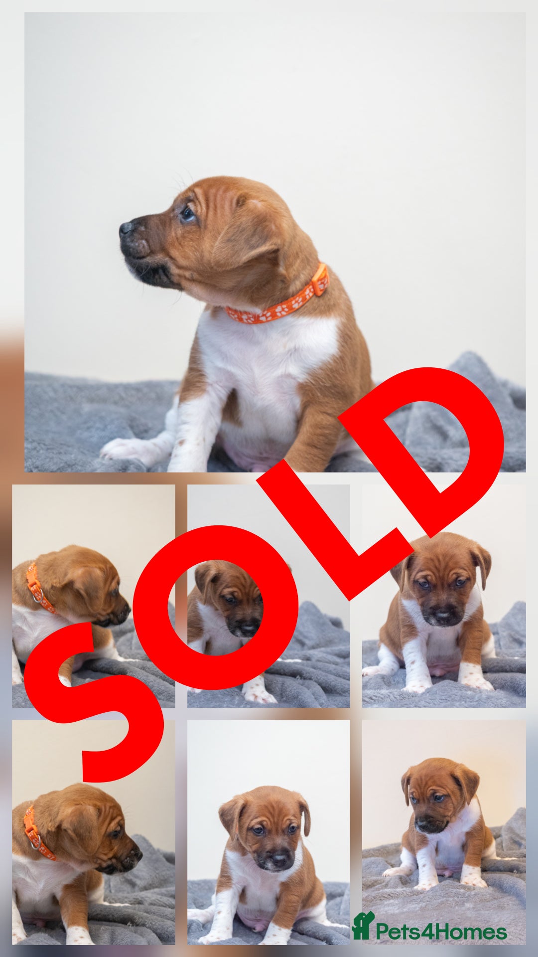 Plummer Terrier dogs for sale: Lovely Plummer Pupps - Advert 18