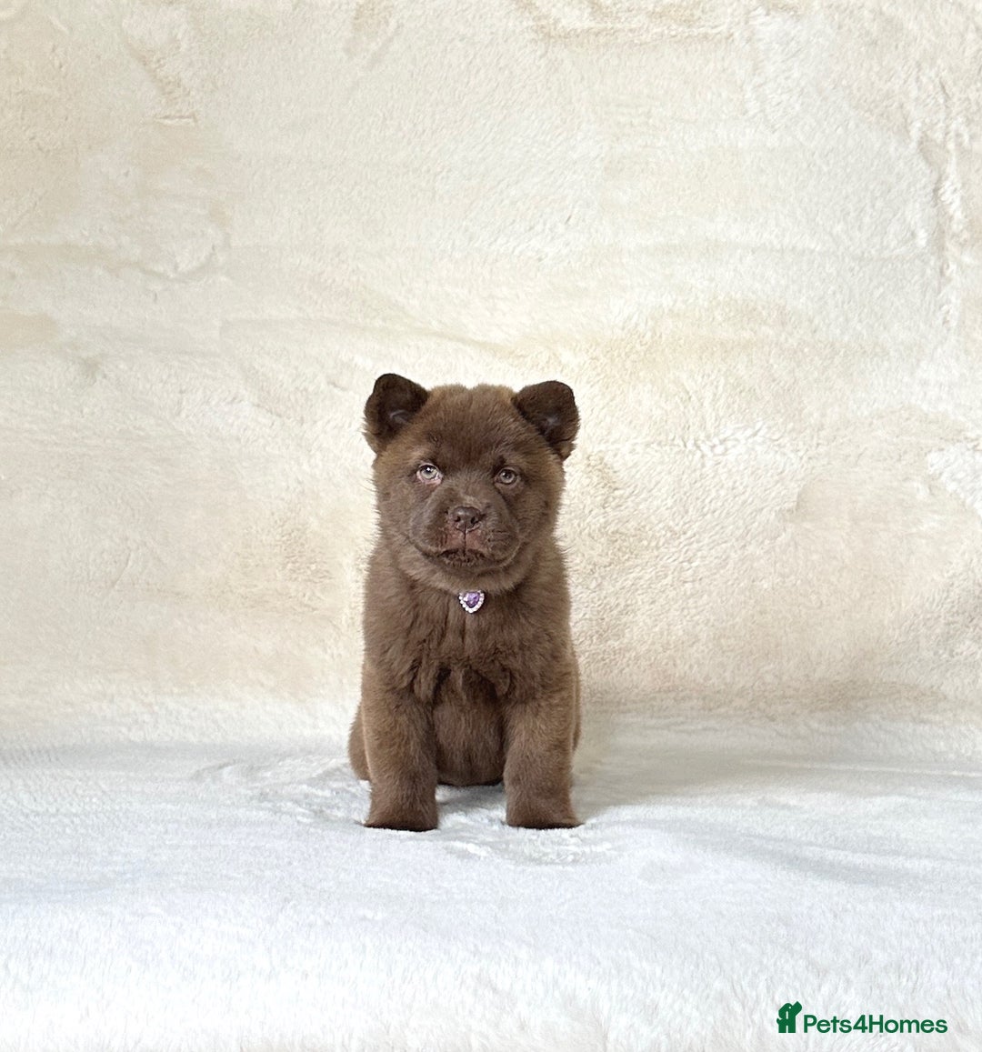 Siberian Husky dogs for sale: Stunning exotic colour chowsky puppies for sale - Image 23