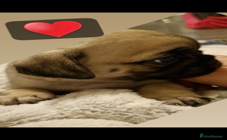 Mixed Breed dogs - Advert 1
