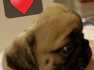 Mixed Breed dogs - Advert 2