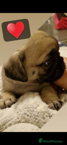 Mixed Breed dogs - Advert 2