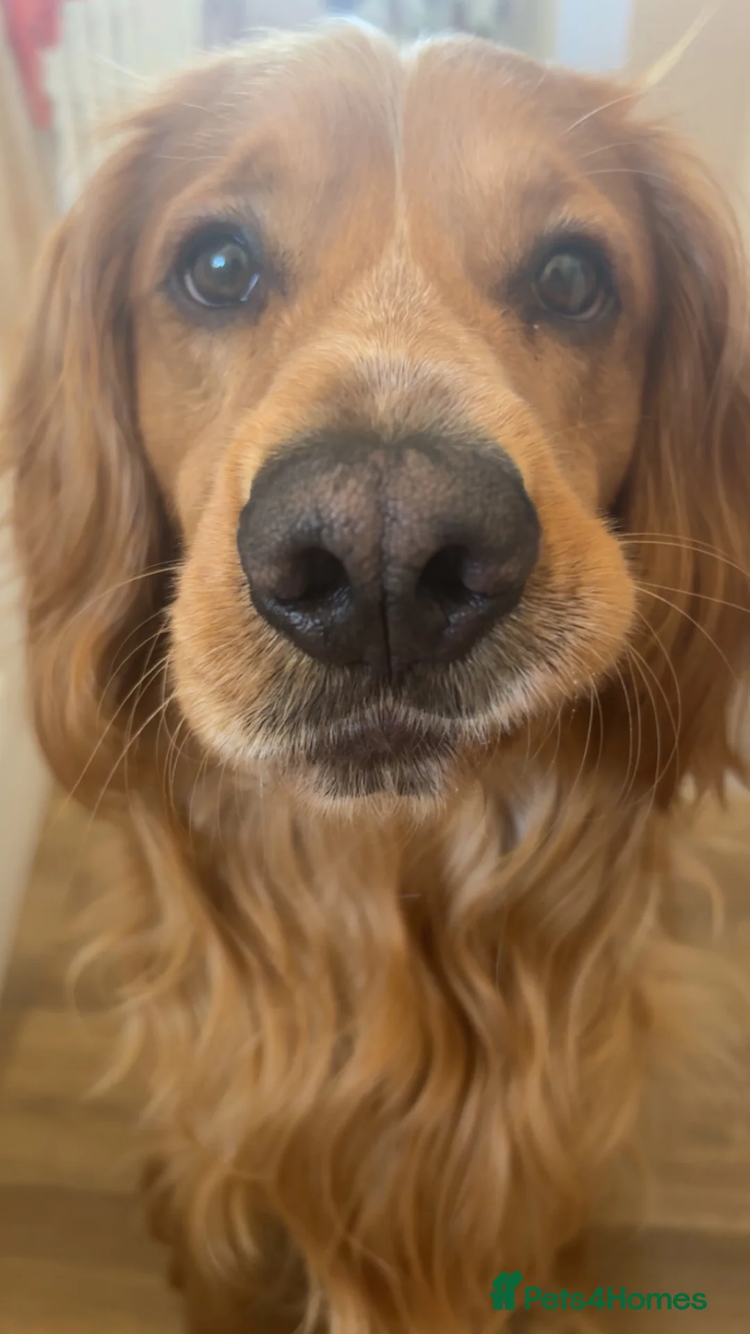 Sprocker dogs for sale: Gorgeous Sprocker for rehome - Advert 2