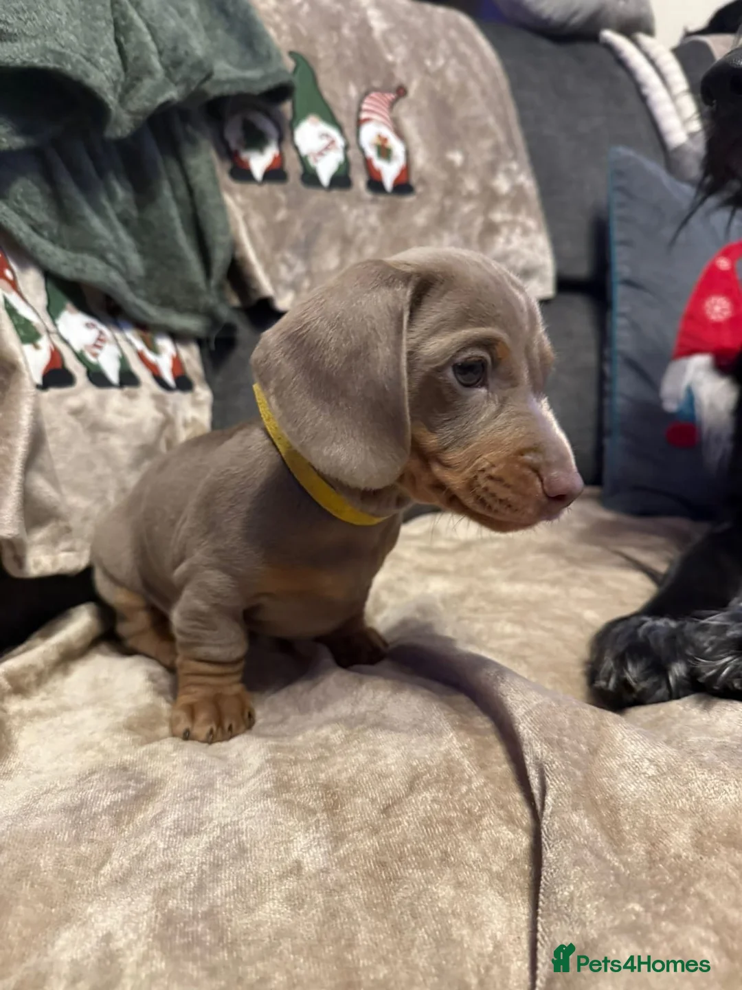 Miniature Dachshund dogs for sale: Gorgeous Miniature Dachshund Puppies in Sutton - Advert 2