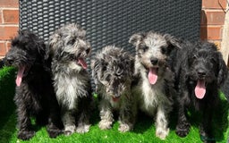 Mixed Breed dogs for sale: READY NOW MERLE SCHNOODLES HEALTH TESTED  in Tipton - Image 1