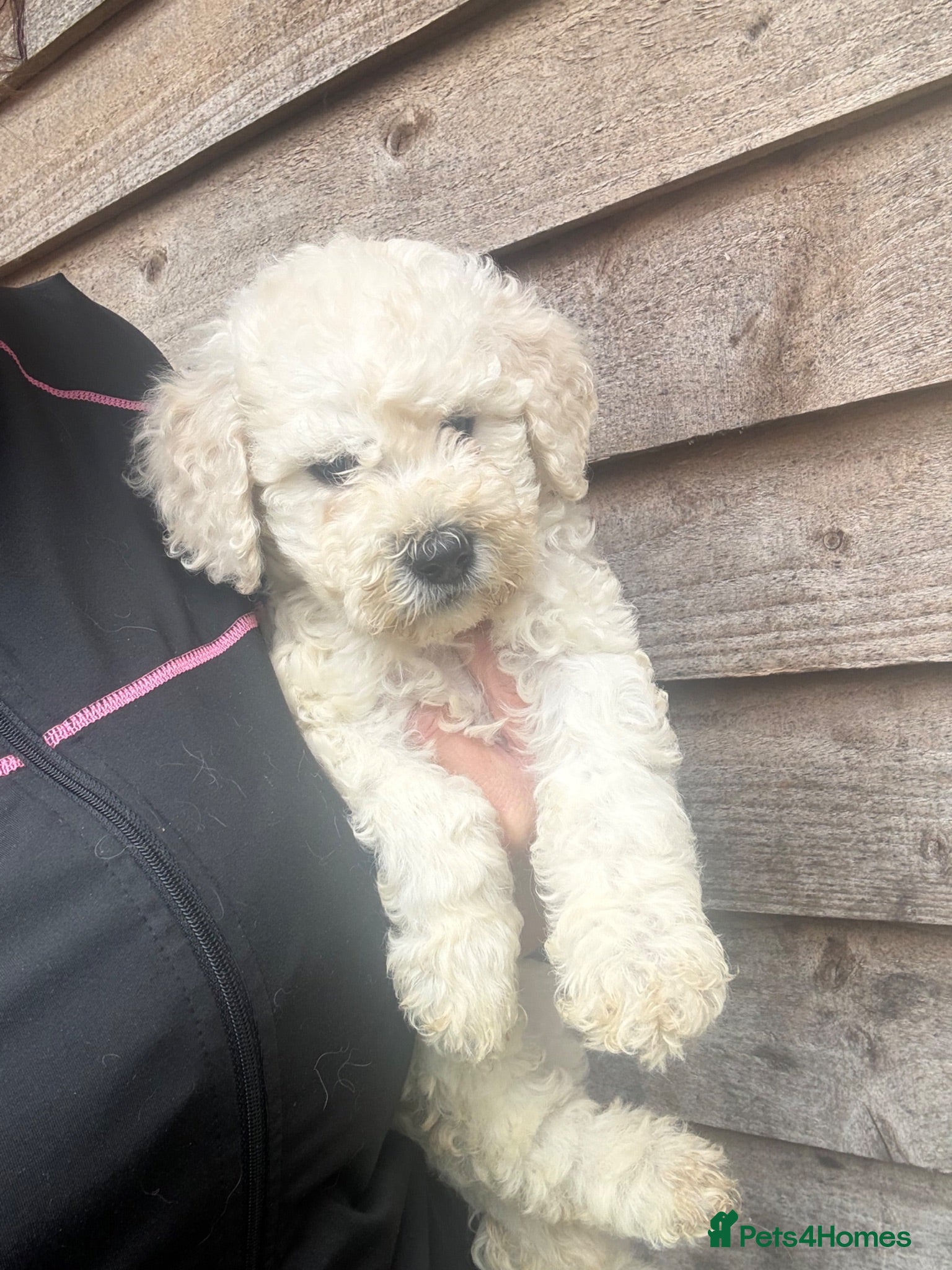 Goldendoodle dogs Goldendoodle puppies 1 girl available  - Advert 1