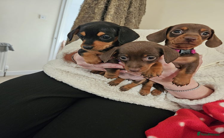 Miniature Dachshund dogs Kc miniature dachshund puppies - Advert 8