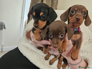 Miniature Dachshund dogs Kc miniature dachshund puppies - Advert 18