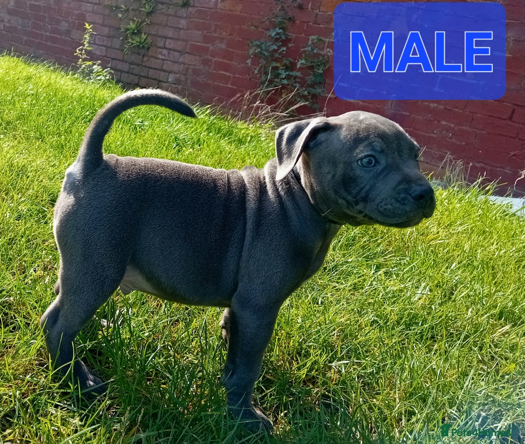 Staffordshire Bull Terrier dogs for sale: CHUNKY blue Staffordshire bull terror puppys - Image 5