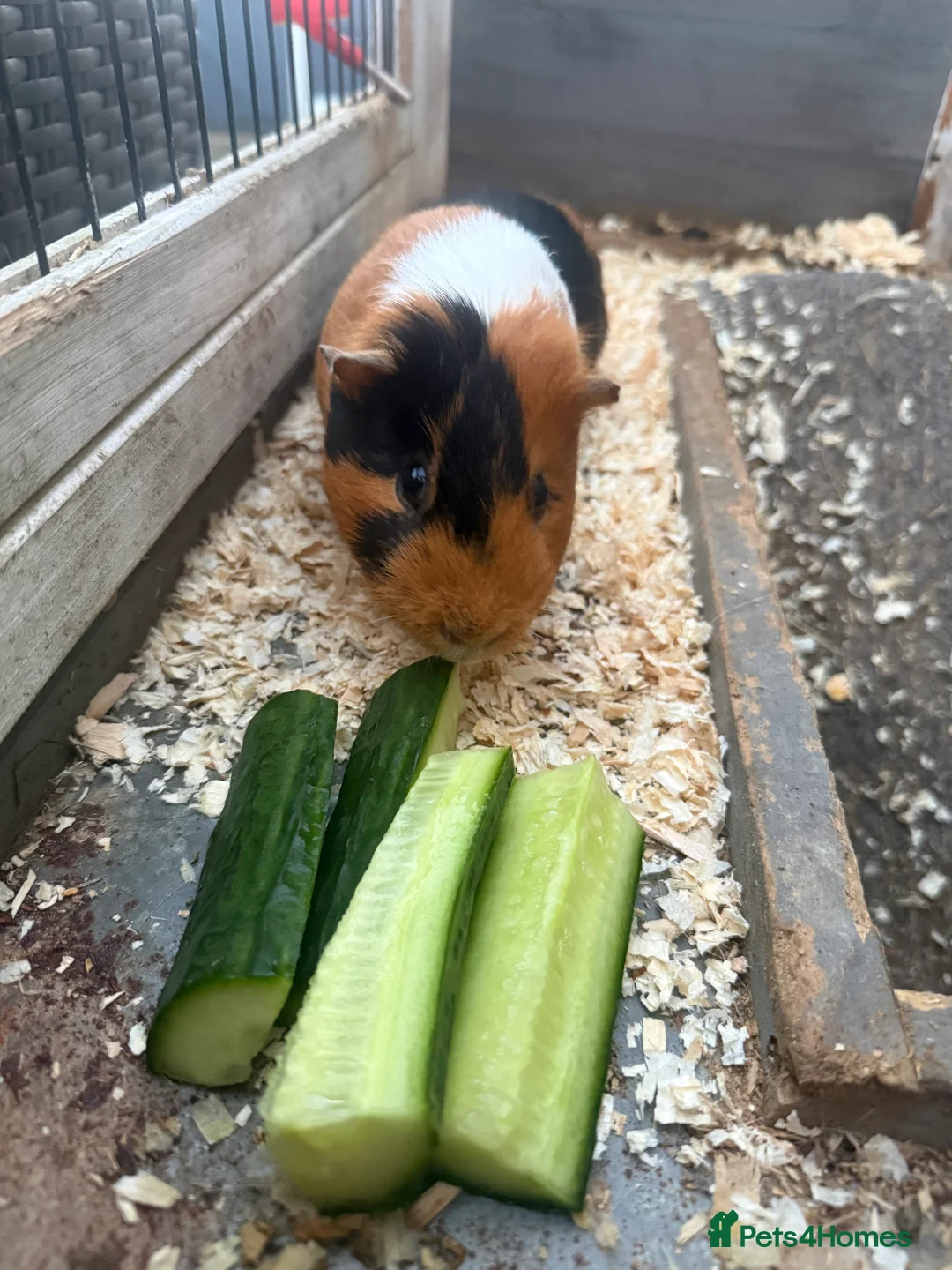 Guinea Pig rodents for sale: 2 male guinea pigs - Advert 2