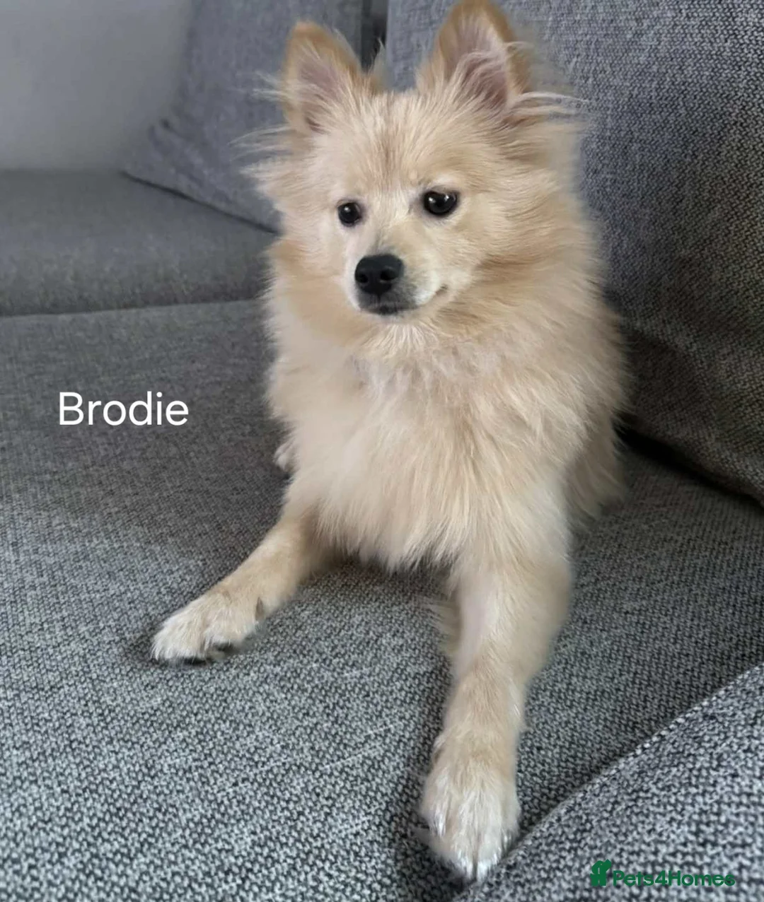 Pomsky dogs for sale: 2 male puppies for sale - Advert 3