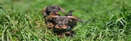 Dachshund dogs for sale: Kc registered Standard Wirehair dachshund  - Advert 7