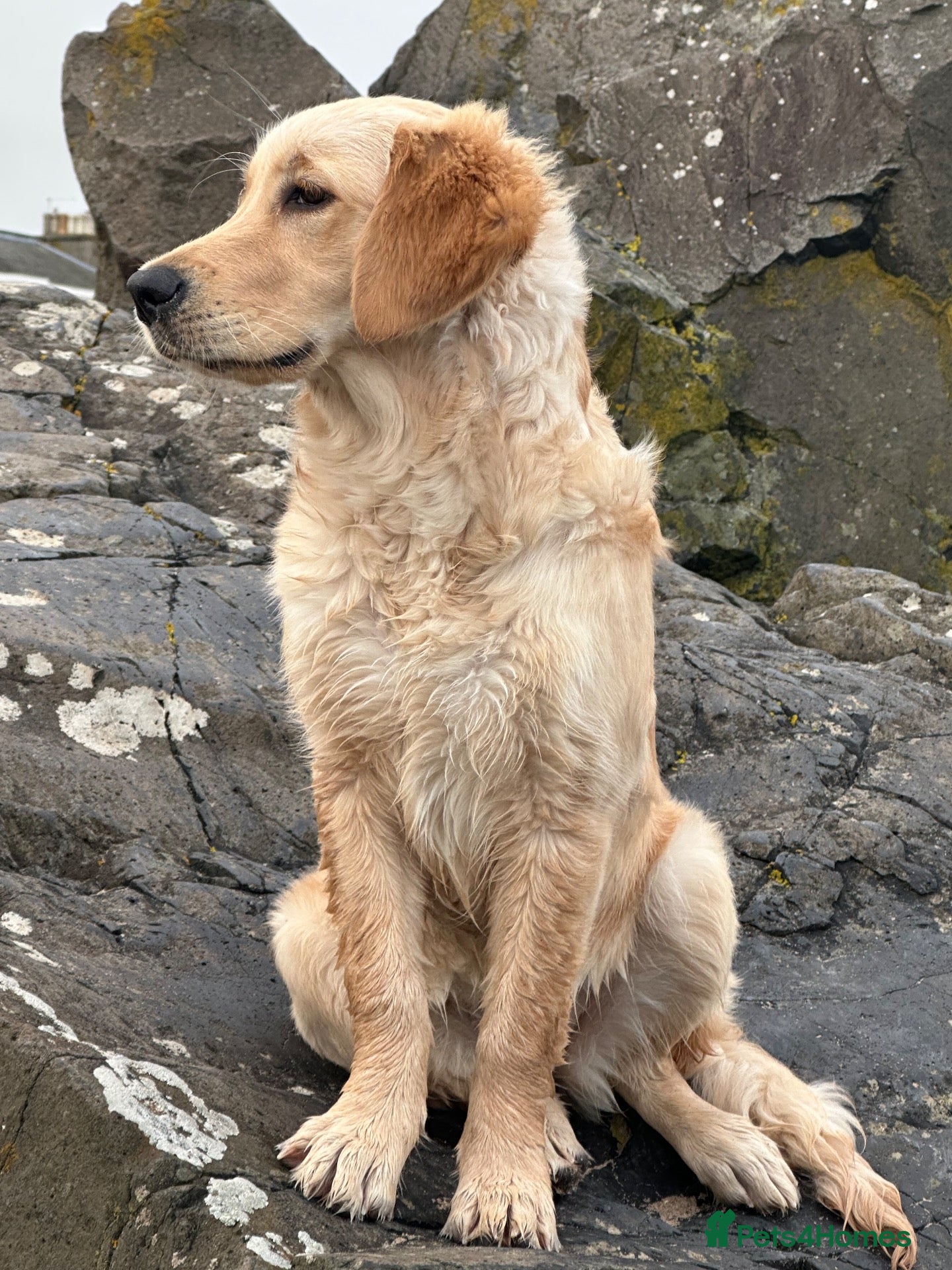 Golden Retriever dogs 🐶 Beautiful golden retriever puppies—Coming Soon! - Advert 6
