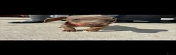 Miniature Dachshund dogs for sale: Kc Mini dachshund puppy’s  READY To LEAVE🐶🐶🐶 - Advert 6