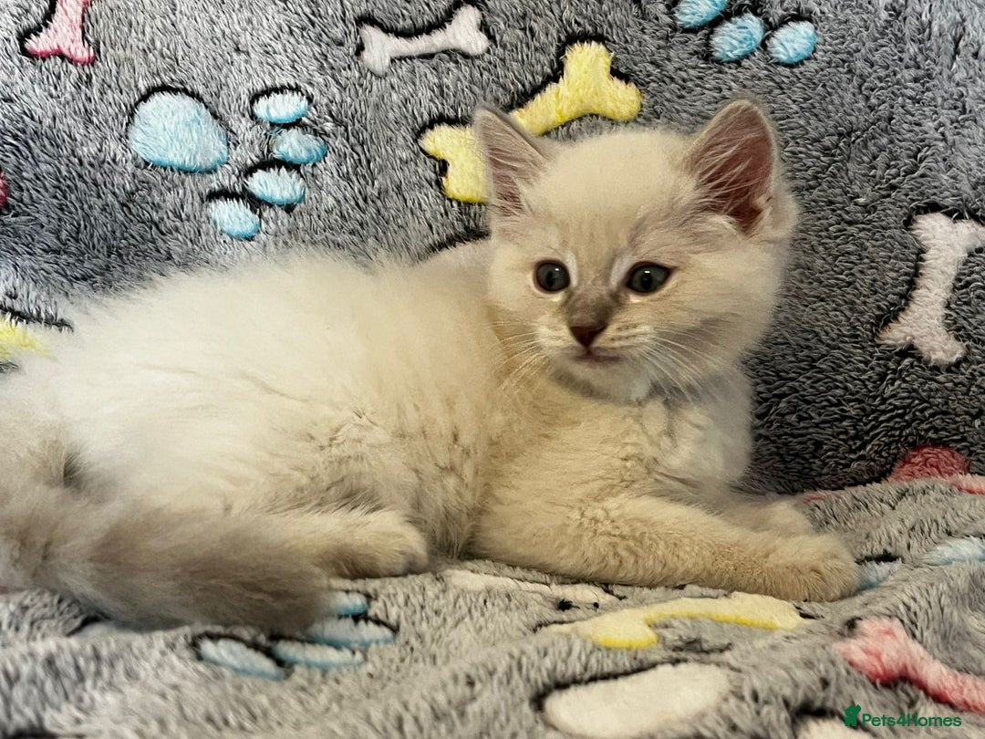 Ragdoll cats for sale:  Last two pure Ragdolls ready now reduced price - Image 4