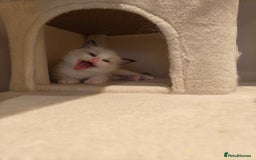 Ragdoll cats for sale: Pure Ragdoll kitten for sale  - Image 12