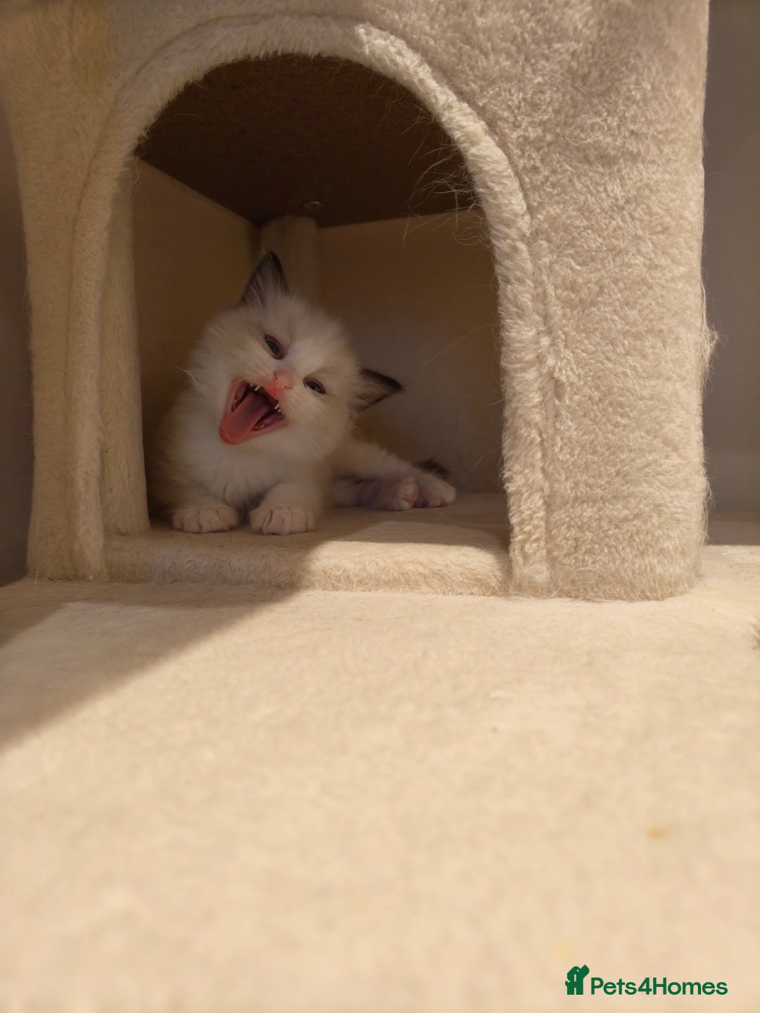 Ragdoll cats for sale: Pure Ragdoll kitten for sale  - Image 12