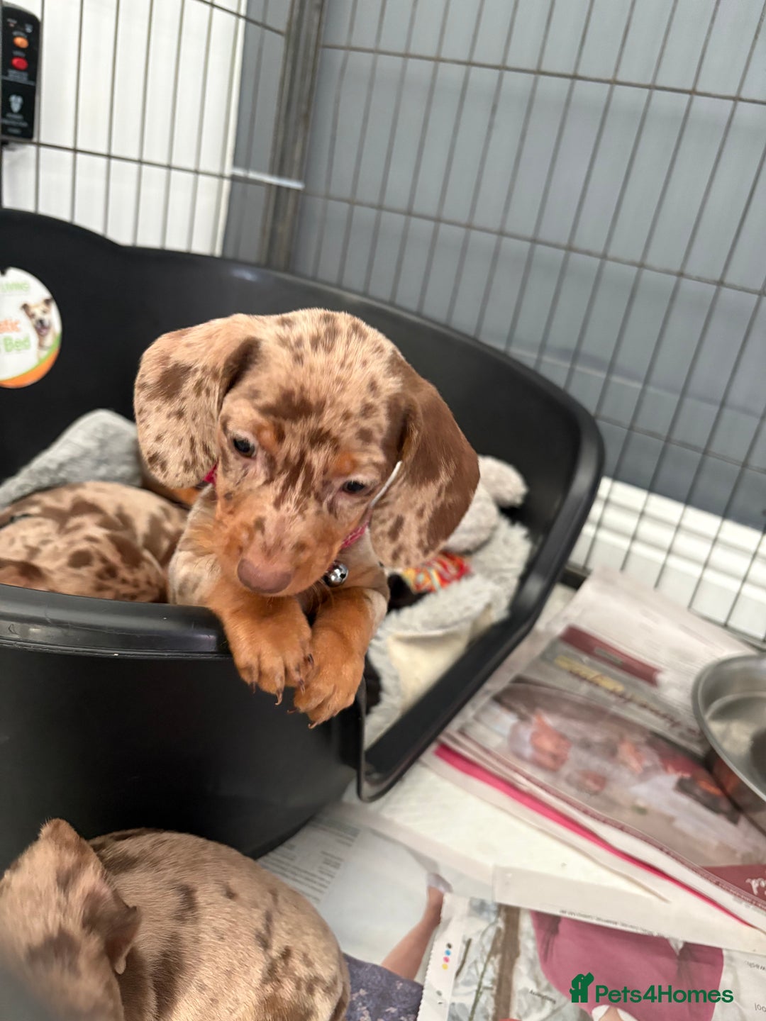 Dachshund dogs for sale: Beautiful litter of dachshund puppies … ONE  LEFT  - Image 17