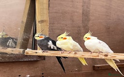 Mixed Breed birds for sale: Orange Winged Amazon Parrot and Lutino Cockatiel - Image 5