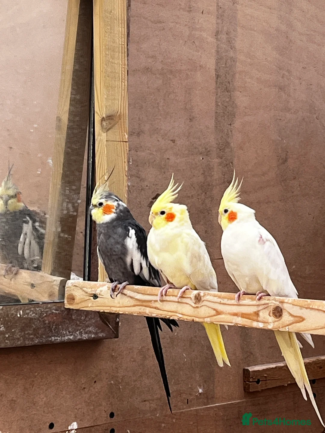 Mixed Breed birds for sale: Pair of Conures, Exhibit Budgie, Lutino Cockatiel - Advert 3