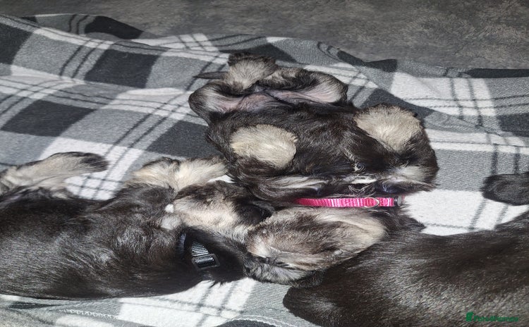 Miniature Schnauzer dogs - Advert 2