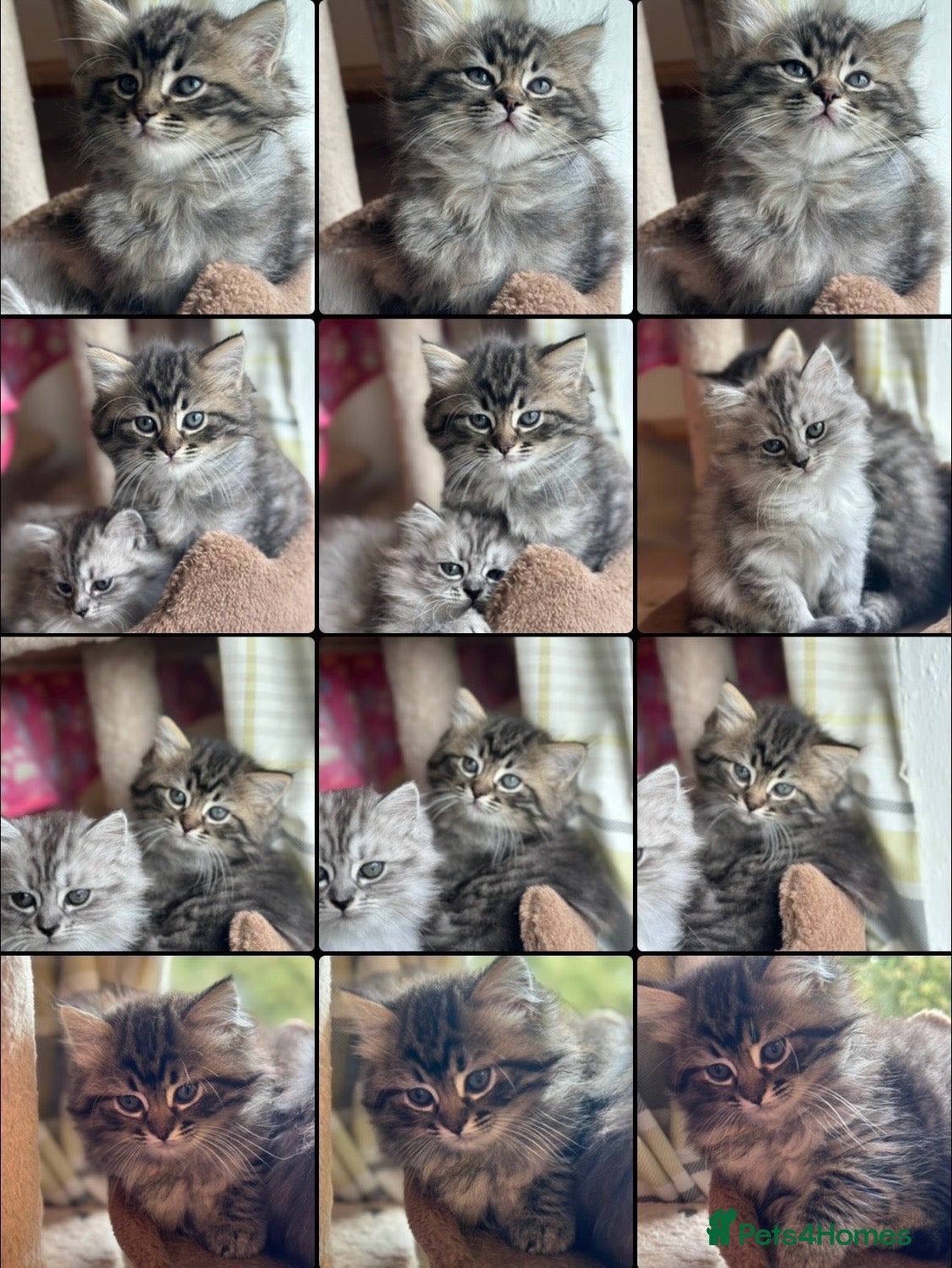Persian cats LAST GIRL! PERSIAN-RAGDOLL KITTENS - Advert 12