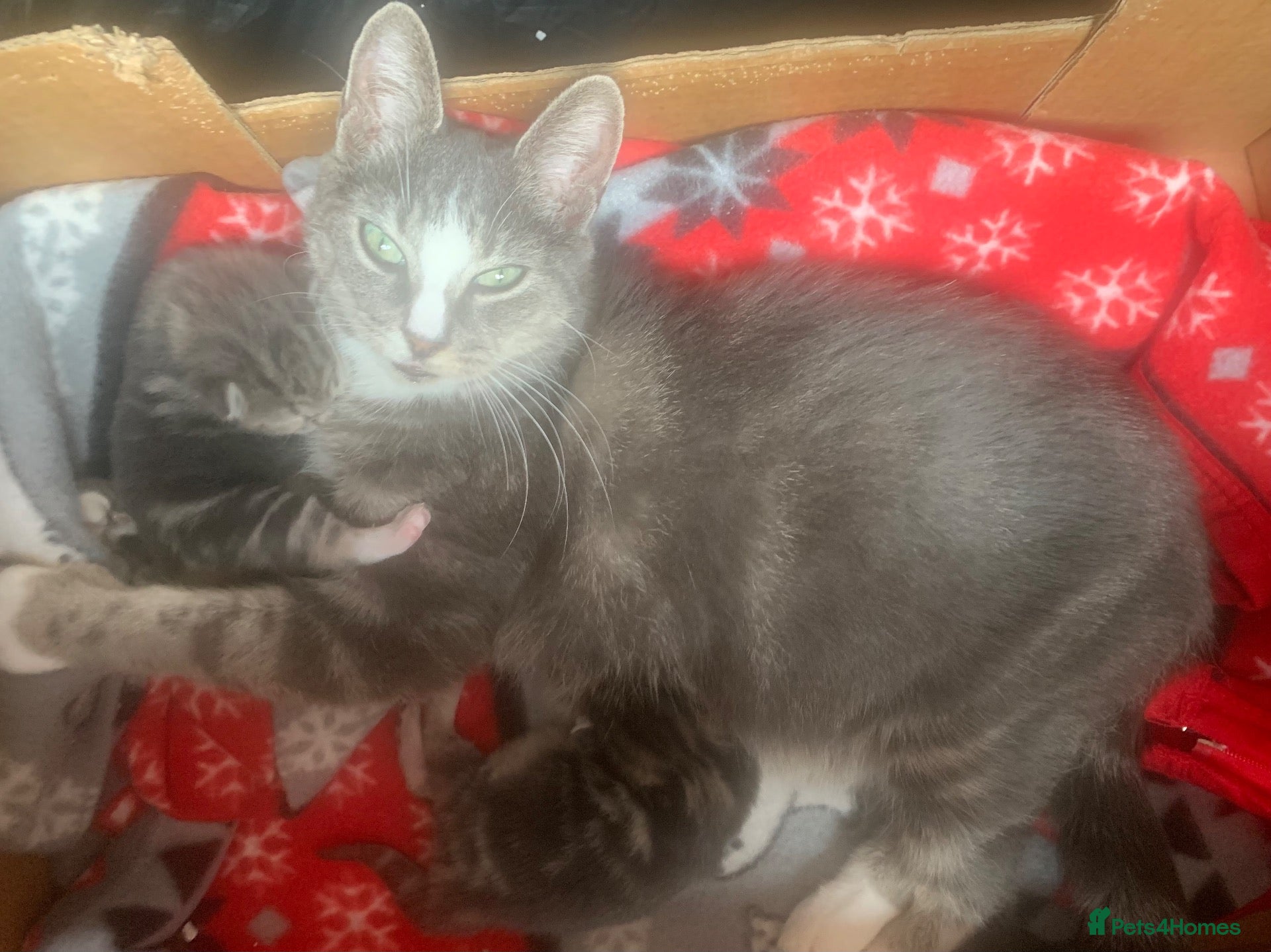 Mixed Breed cats For Sale Gorgeous Grey Tabby Male Kitten - Advert 4