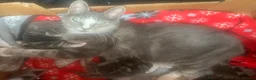 Mixed Breed cats for sale: For Sale Gorgeous Grey Tabby Male Kitten - Advert 1