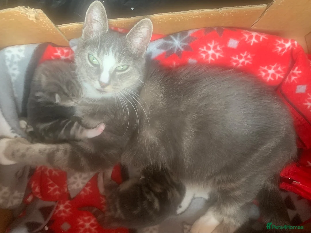 Mixed Breed cats for sale: For Sale Gorgeous Grey Tabby Male Kitten - Advert 1