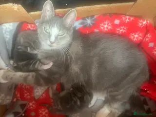 Mixed Breed cats For Sale Gorgeous Grey Tabby Male Kitten - Advert 4