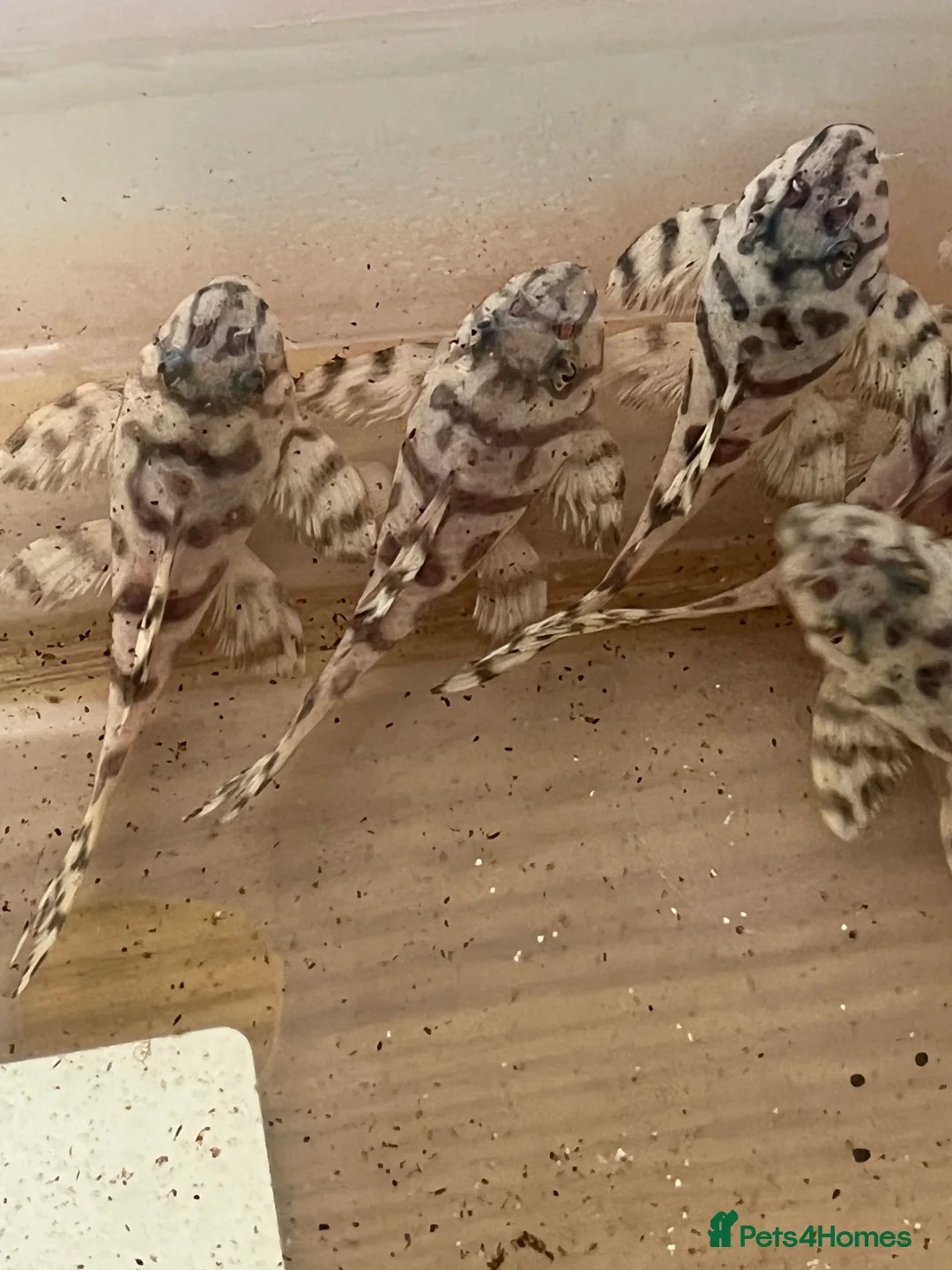 Plecos fish for sale: L236sw Pleco. 1” £75 - Advert 1