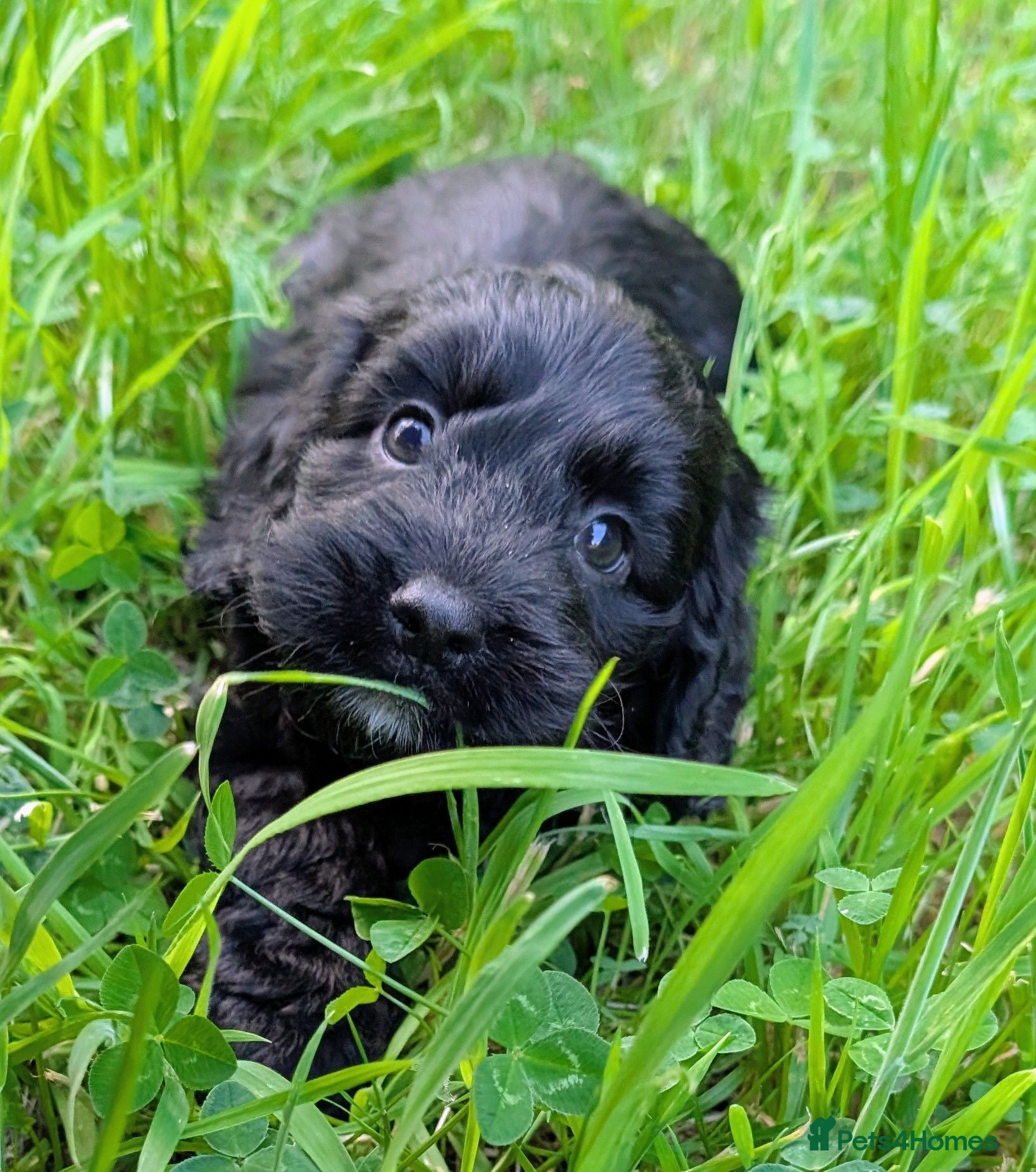 Cockapoo dogs Ready now! Licensed breeder health tested F1 pups - Advert 2
