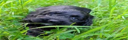 Cockapoo dogs for sale: 10 weeks old black boy ready now: Licensed breeder - Advert 9