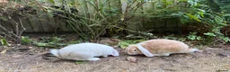 Mini Lop rabbits for sale: Two mini lops  in Chester - Advert 3