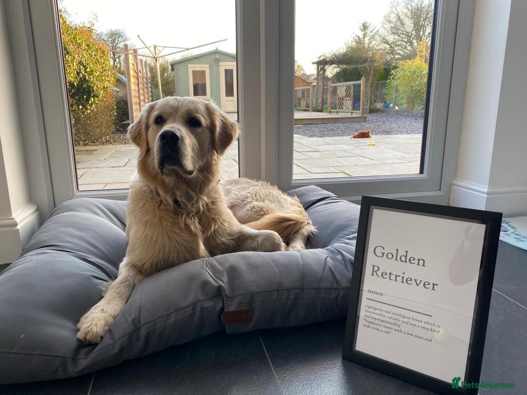 Golden Retriever dogs for sale: Expression of Interest - Golden Retriever Puppies - Image 14