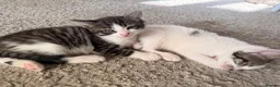 Bengal cats for sale: Beautiful half Bengal x kittens  in Manchester - Advert 7