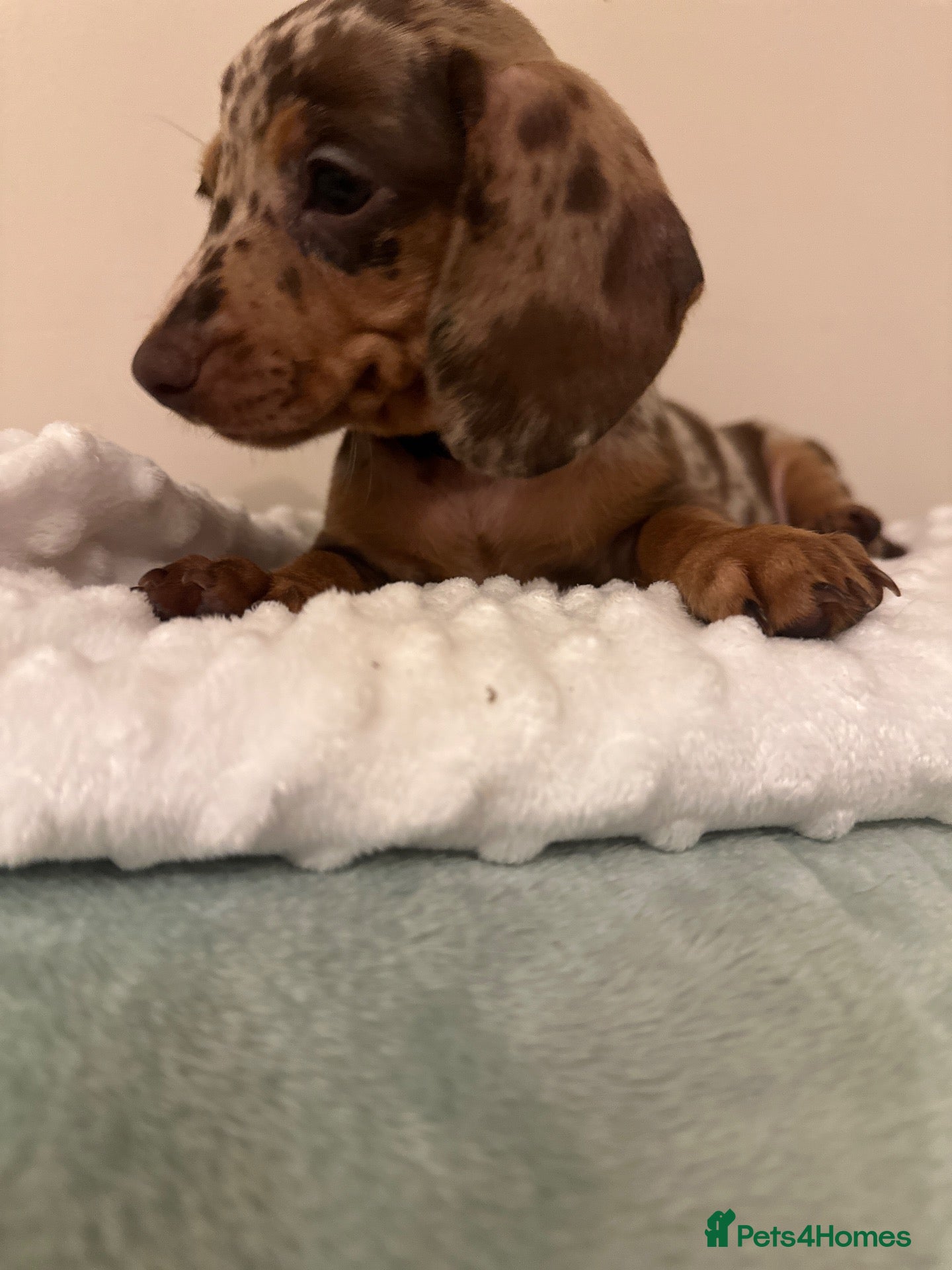 Miniature Dachshund dogs 🐾exceptional KC REGISTERED PRA clear ready now  - Advert 1