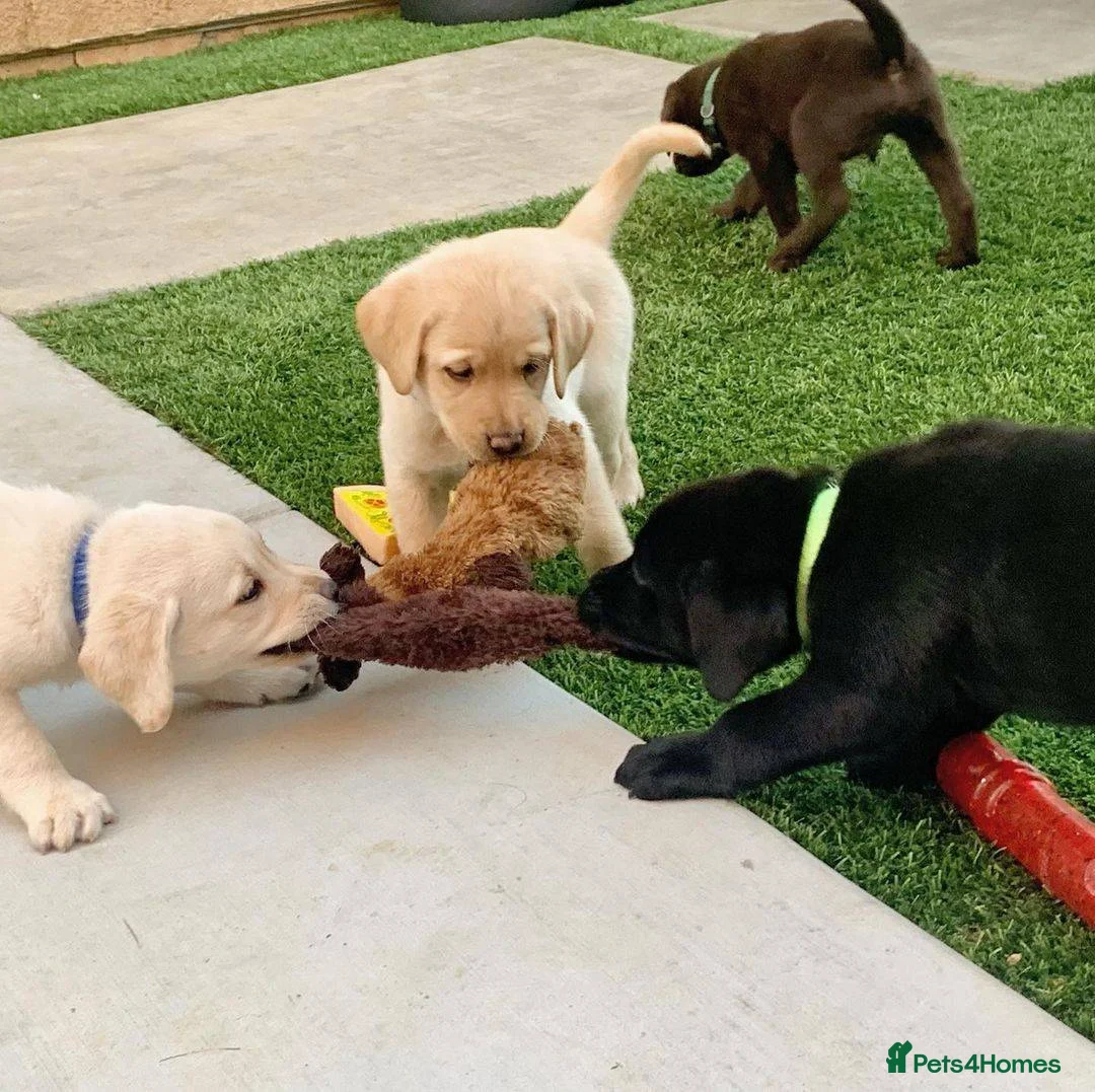 Labrador Retriever dogs for sale: Stunning Labrador Puppies . - Advert 2